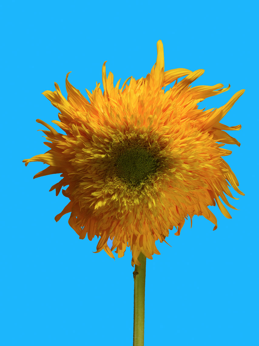 20090716_Sunflower_CU_1a_10_Blue_v1_4sl