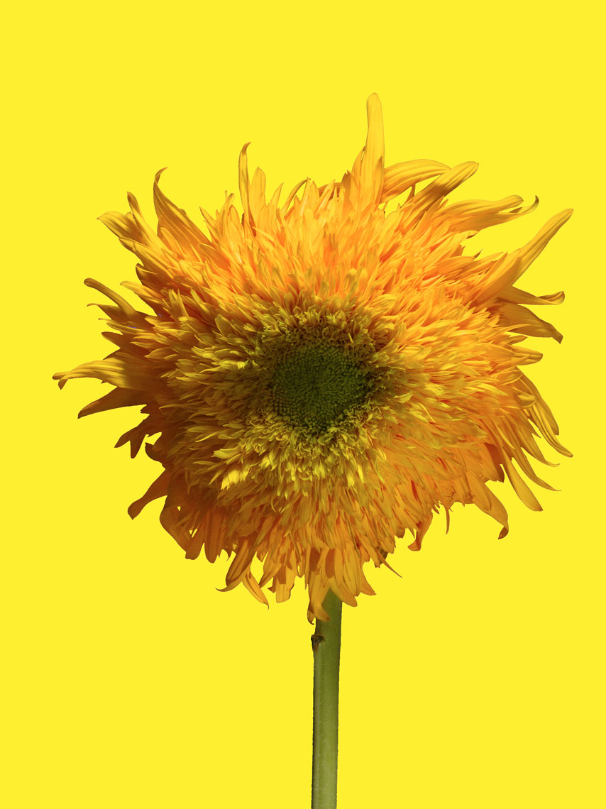 20090716_Sunflower_CU_1a_10_Yellow_4sl