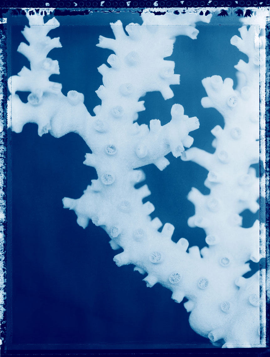 Coral_Study_10_4sl
