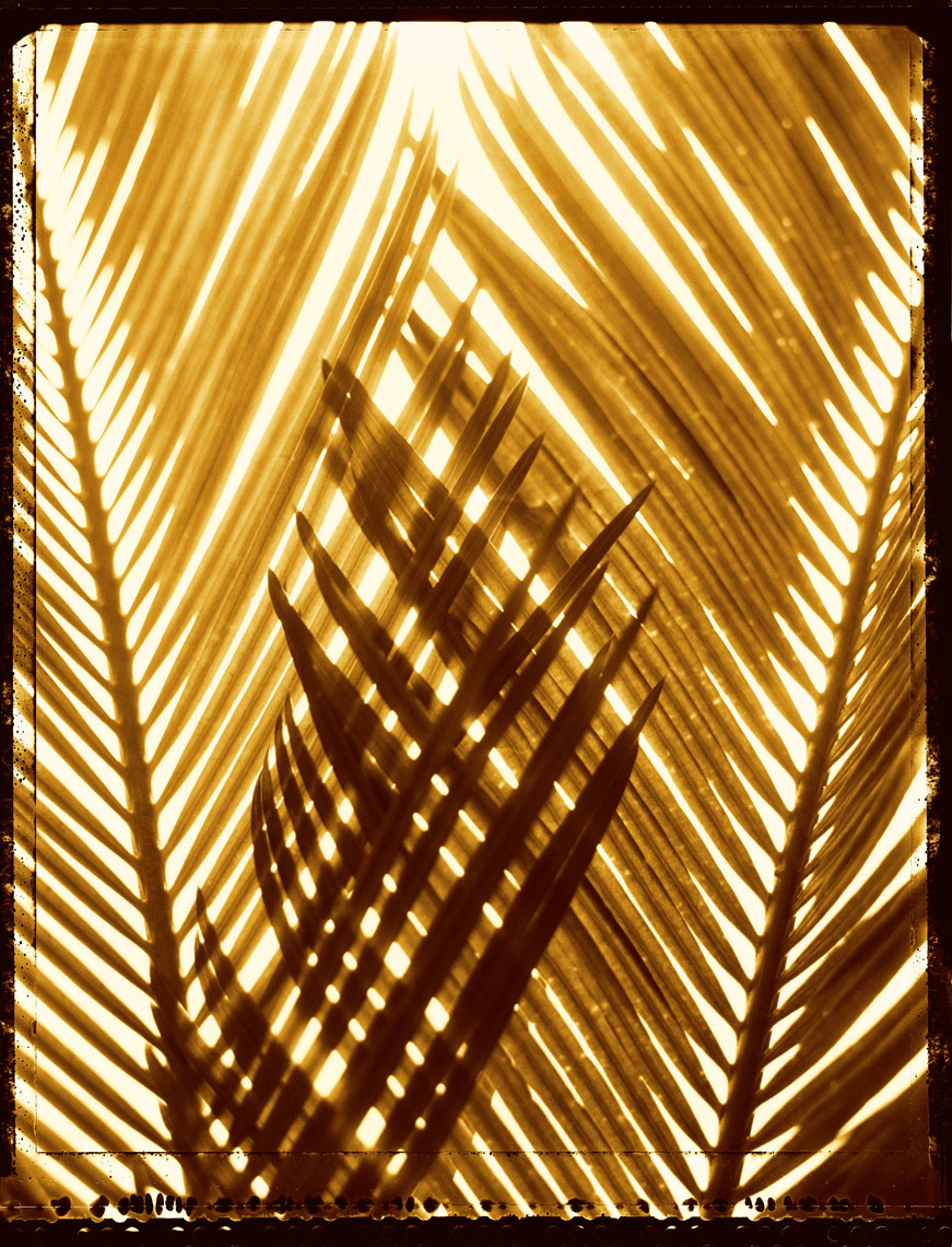Fern_Interlaced_Silhouette_4sl