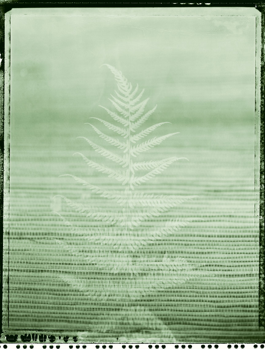 Fern_Raffia_Sharp_Green_4sl