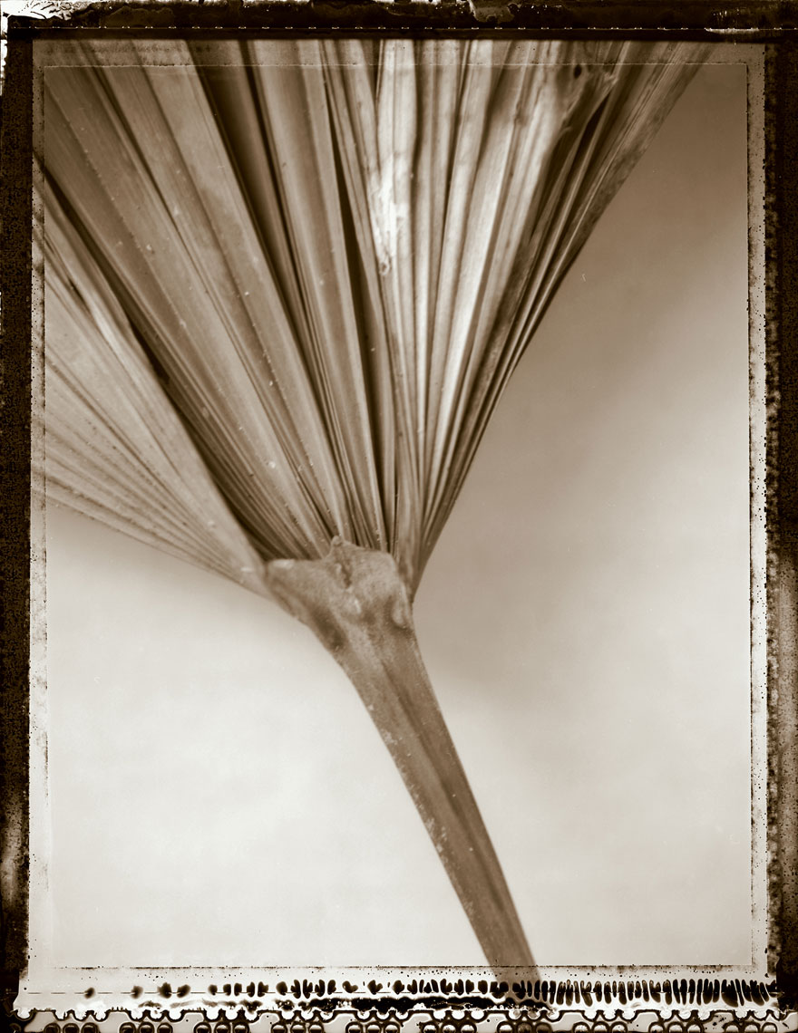 Palm_Leaf_Stem_4sl